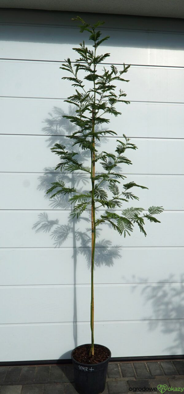 AKACJA SREBRZYSTA LES GAULOIS Acacia dealbata