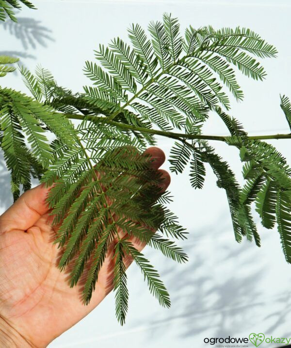 AKACJA SREBRZYSTA LES GAULOIS Acacia dealbata