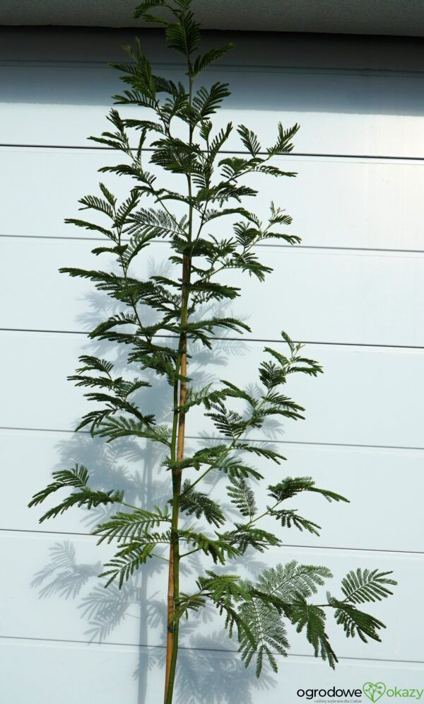 AKACJA SREBRZYSTA LES GAULOIS Acacia dealbata