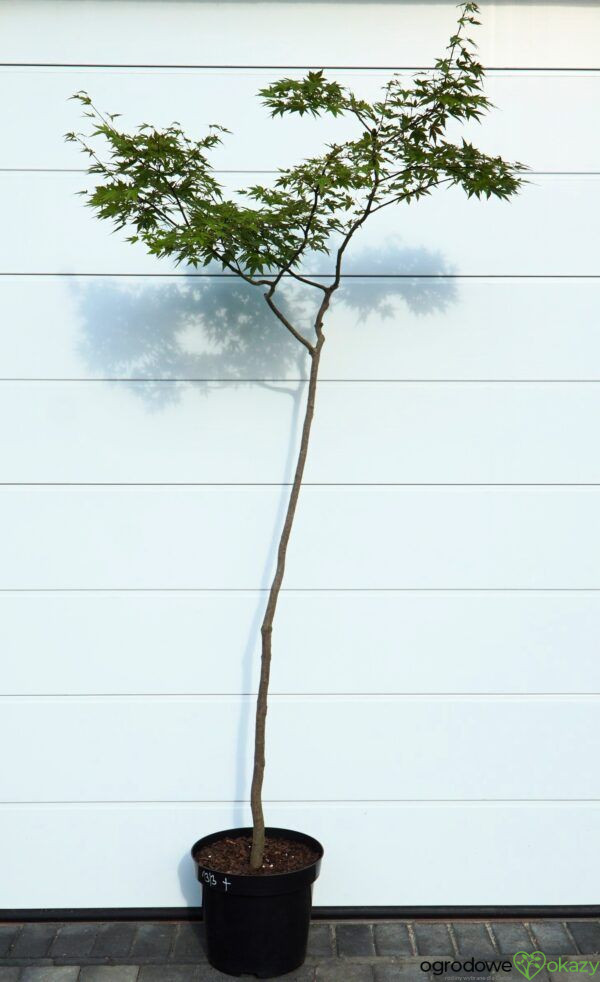 KLON PALMOWY Acer palmatum BONSAI