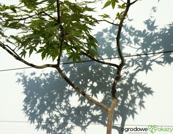 KLON PALMOWY Acer palmatum BONSAI