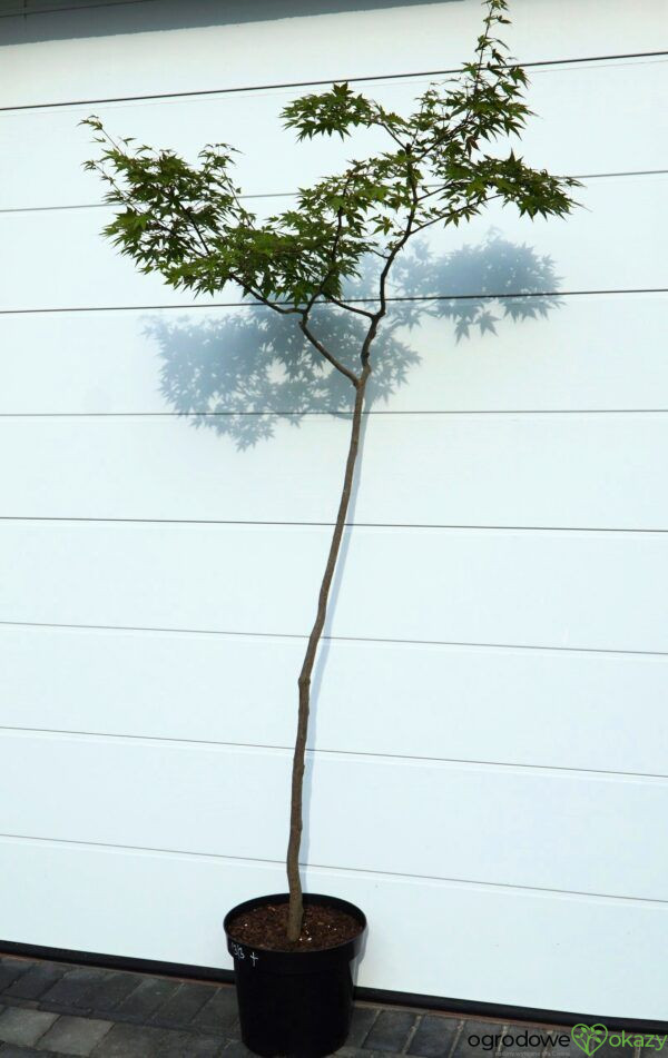 KLON PALMOWY Acer palmatum BONSAI