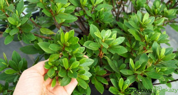 AZALIA ARABESK Rhododendron 'Arabesk'