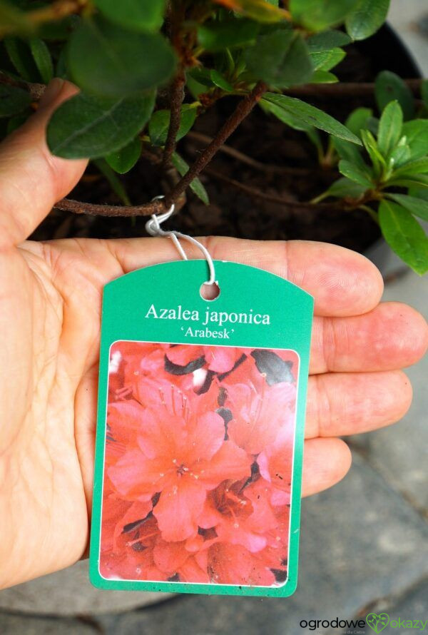 AZALIA ARABESK Rhododendron 'Arabesk'