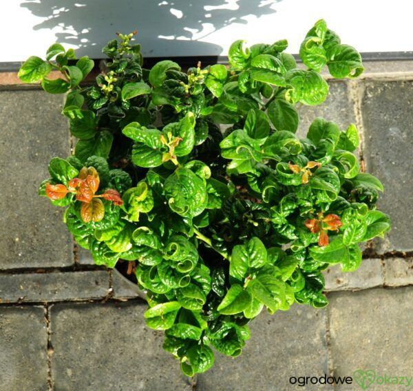 KIŚCIEŃ WAWRZYNOWY CURLY RED Leucothoe axillaris