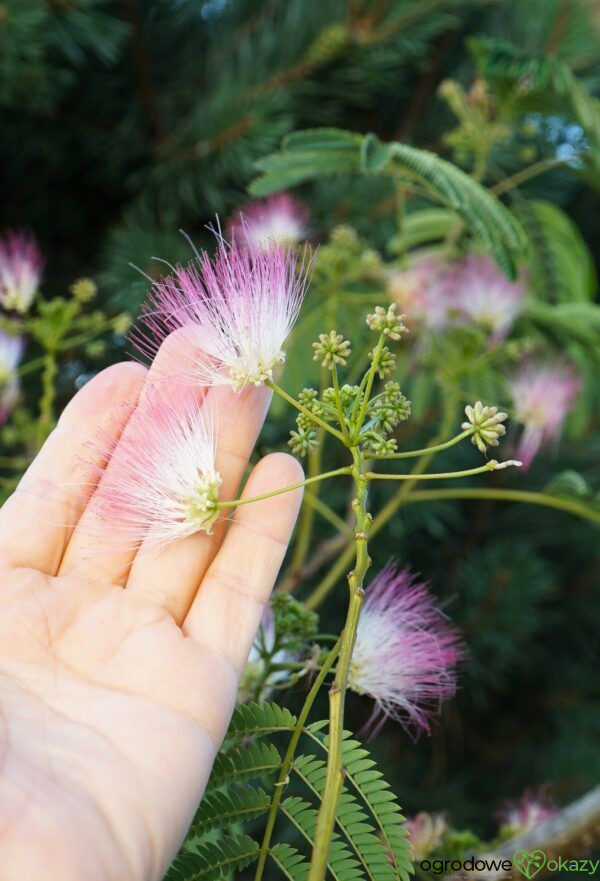 ALBICJA JEDWABISTA OMBRELLA Albizia julibrissin