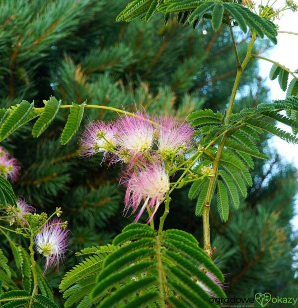 ALBICJA JEDWABISTA OMBRELLA Albizia julibrissin