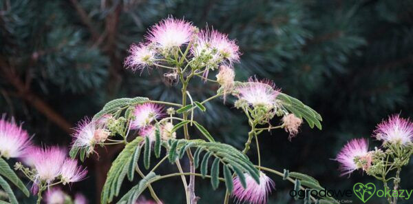 ALBICJA JEDWABISTA OMBRELLA Albizia julibrissin