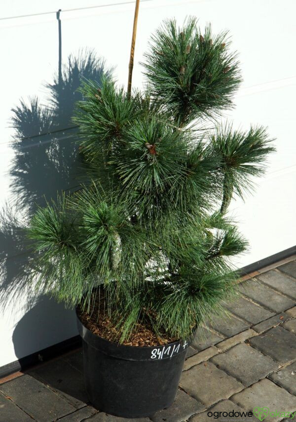 SOSNA SCHWERINA 'WIETHORST' Pinus x schwerinii