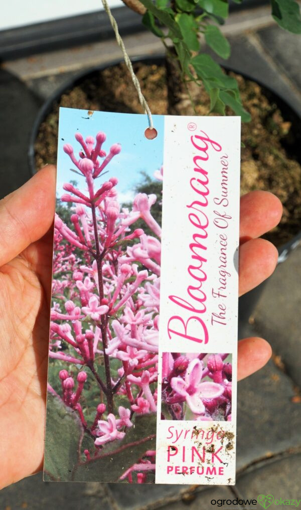 LILAK BLOOMERANG PINK PERFUME PBR Syringa Bloomerang