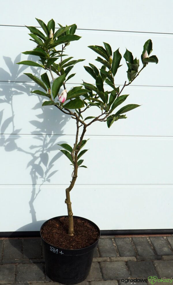 MAGNOLIA POŚREDNIA Magnolia ×soulangeana