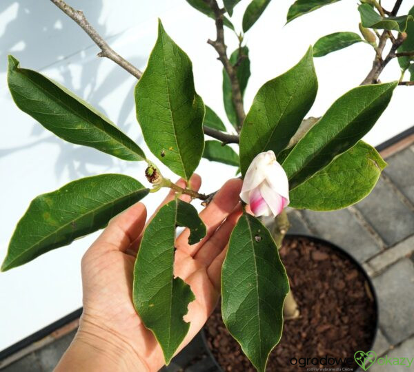 MAGNOLIA POŚREDNIA Magnolia ×soulangeana