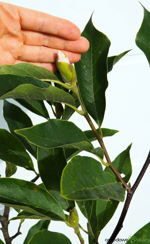 MAGNOLIA POŚREDNIA Magnolia ×soulangeana