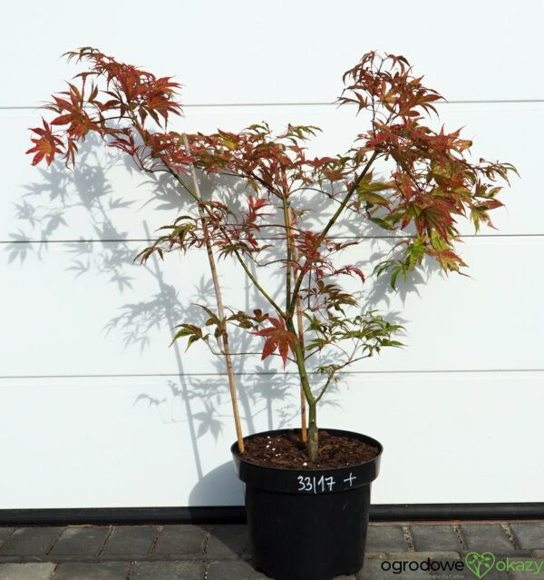 KLON PALMOWY SHIRAZZ Acer palmatum