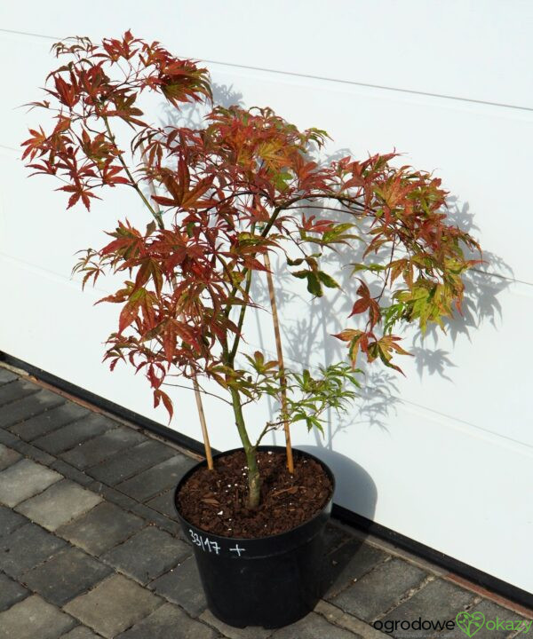 KLON PALMOWY SHIRAZZ Acer palmatum