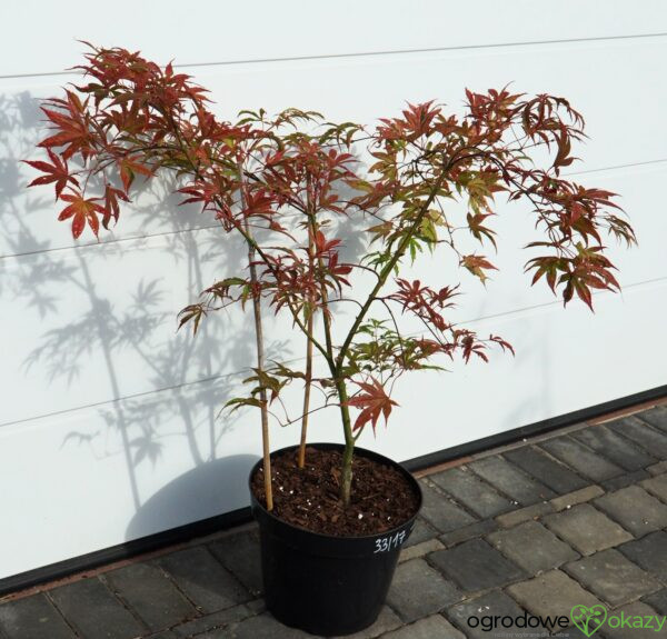 KLON PALMOWY SHIRAZZ Acer palmatum