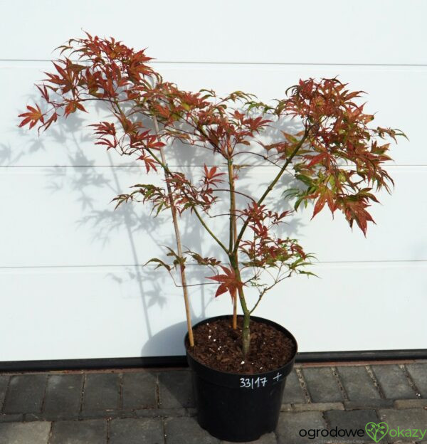 KLON PALMOWY SHIRAZZ Acer palmatum