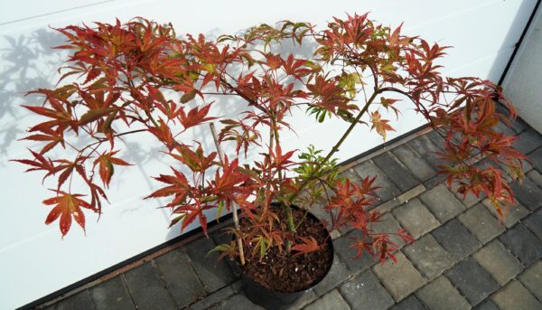 KLON PALMOWY SHIRAZZ Acer palmatum