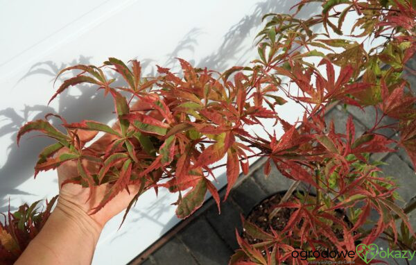 KLON PALMOWY SHIRAZZ Acer palmatum