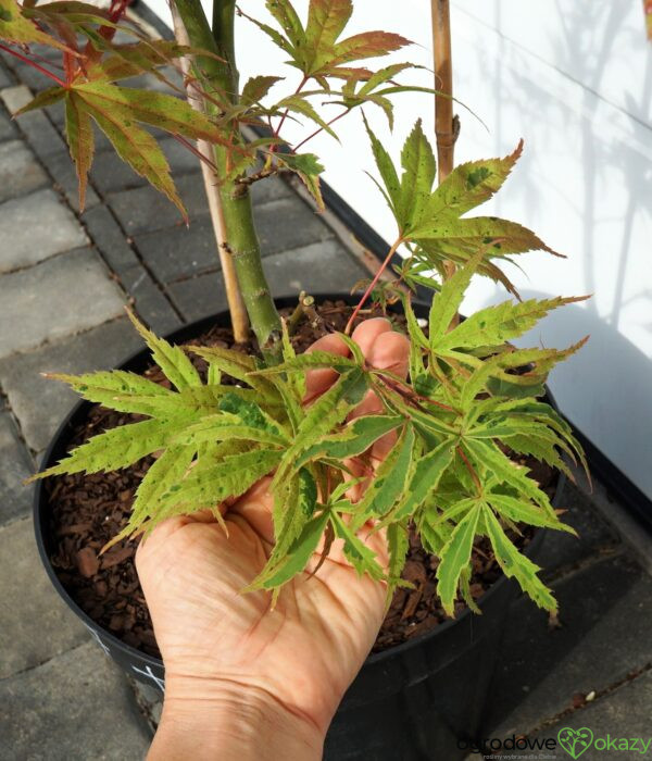 KLON PALMOWY SHIRAZZ Acer palmatum