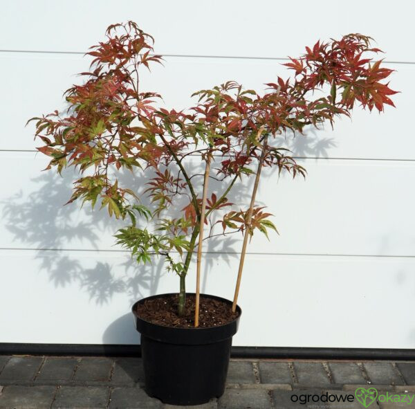 KLON PALMOWY SHIRAZZ Acer palmatum