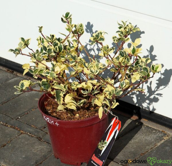 OSTROKRZEW MESERVY CASANOVA PBR Ilex × meserveae