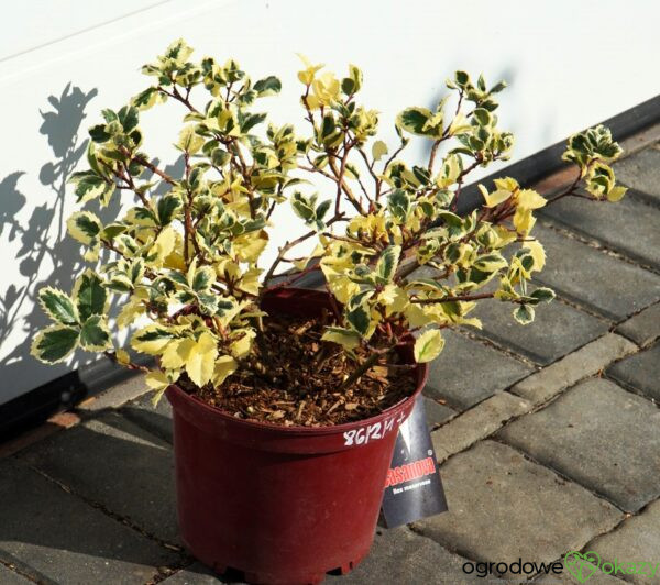 OSTROKRZEW MESERVY CASANOVA PBR Ilex × meserveae