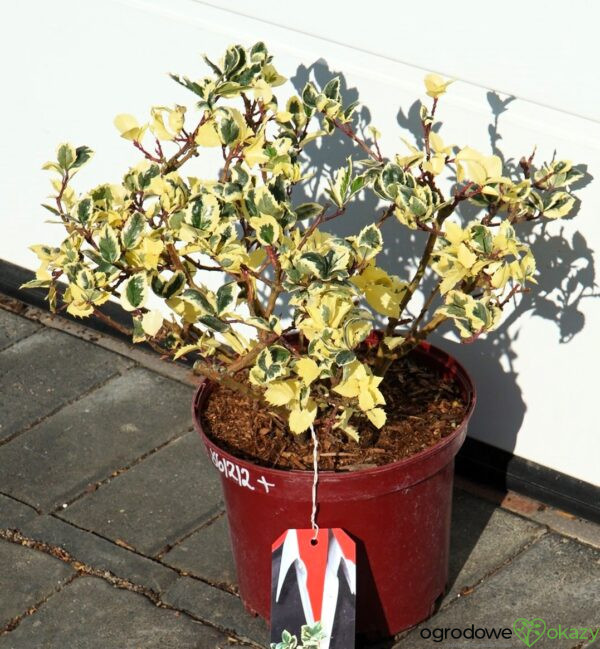 OSTROKRZEW MESERVY CASANOVA PBR Ilex × meserveae