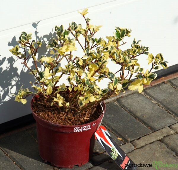 OSTROKRZEW MESERVY CASANOVA PBR Ilex × meserveae