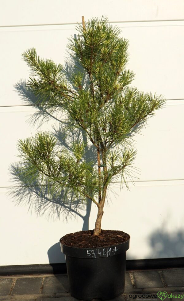 SOSNA GĘSTOKWIATOWA BURKE'S RED VARIEGATED Pinus densiflora