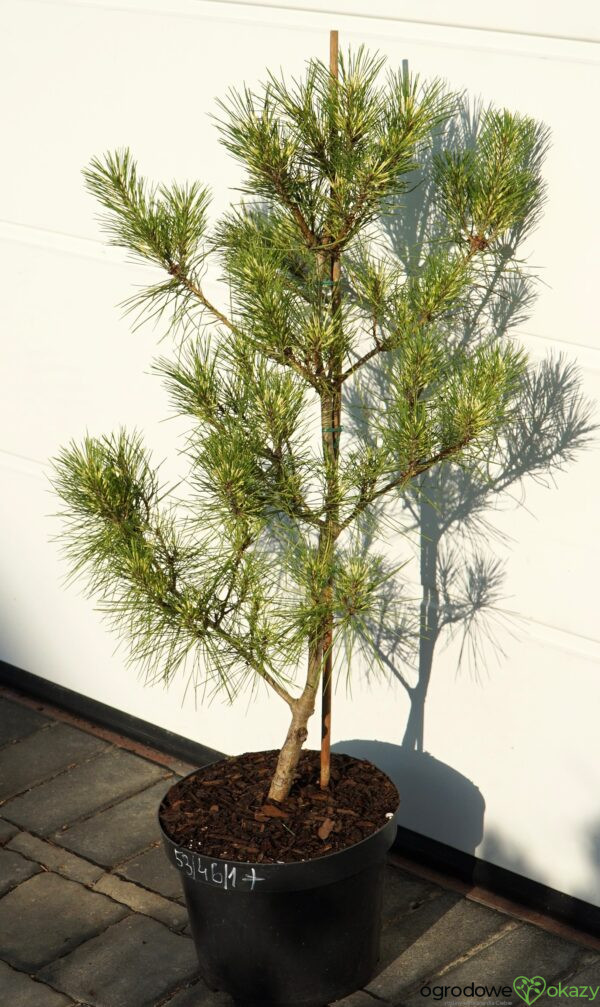 SOSNA GĘSTOKWIATOWA BURKE'S RED VARIEGATED Pinus densiflora