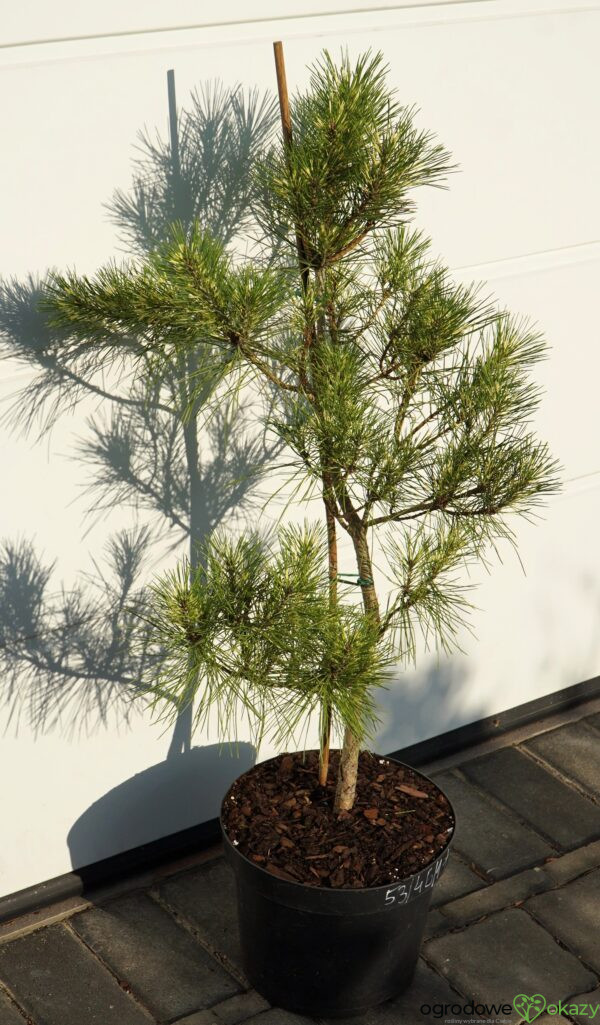 SOSNA GĘSTOKWIATOWA BURKE'S RED VARIEGATED Pinus densiflora