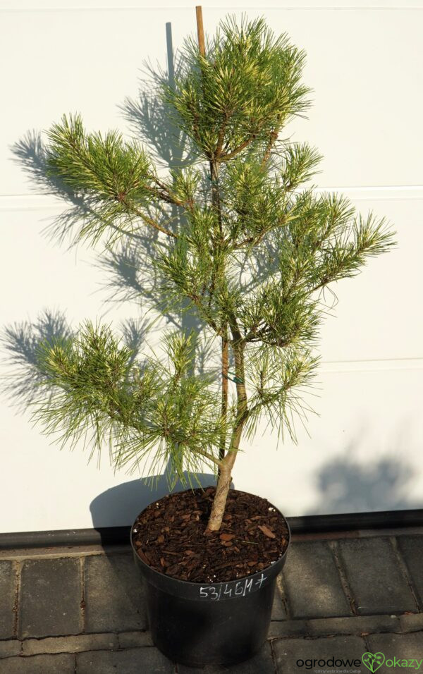 SOSNA GĘSTOKWIATOWA BURKE'S RED VARIEGATED Pinus densiflora