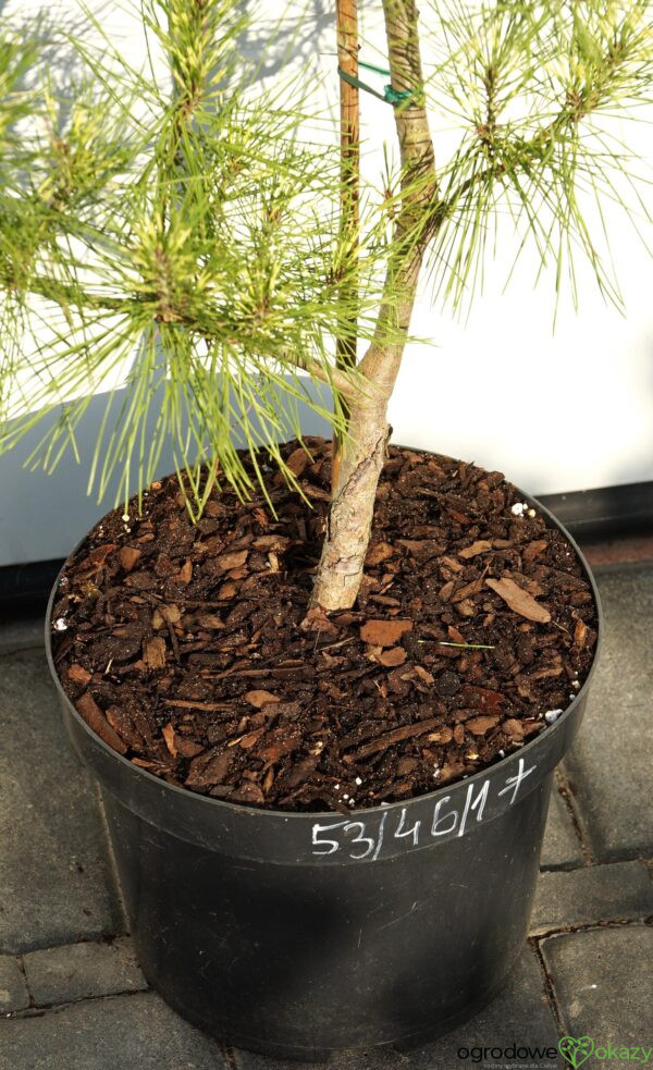 SOSNA GĘSTOKWIATOWA BURKE'S RED VARIEGATED Pinus densiflora