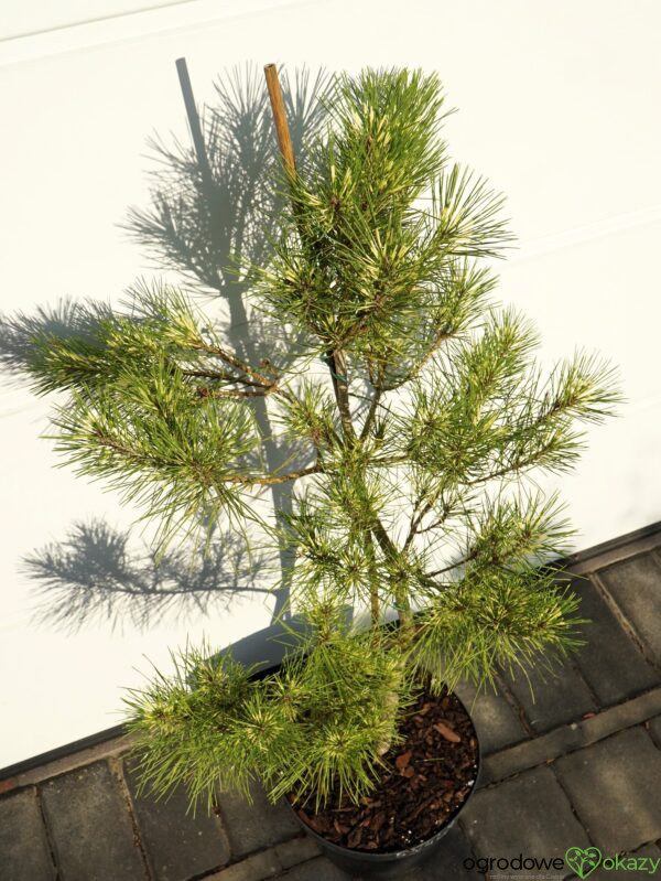 SOSNA GĘSTOKWIATOWA BURKE'S RED VARIEGATED Pinus densiflora