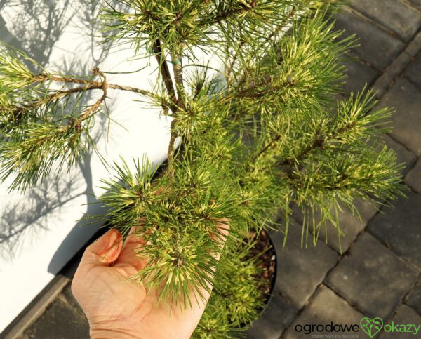 SOSNA GĘSTOKWIATOWA BURKE'S RED VARIEGATED Pinus densiflora