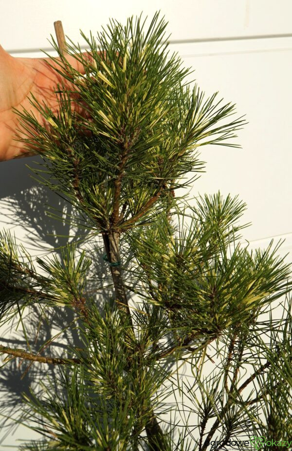 SOSNA GĘSTOKWIATOWA BURKE'S RED VARIEGATED Pinus densiflora