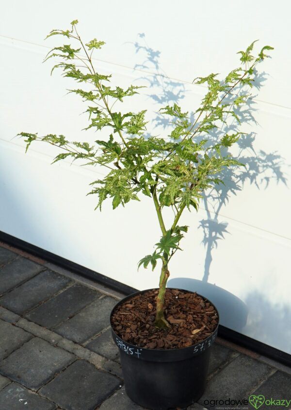 KLON PALMOWY PEACHES AND CREAM Acer palmatum