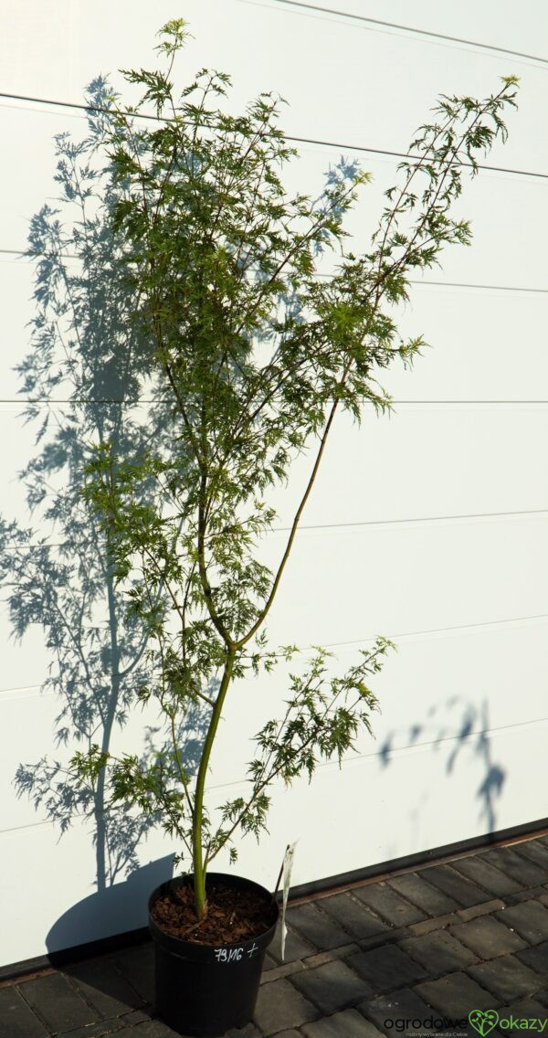 KLON PALMOWY SEIRYU Acer Palmatum