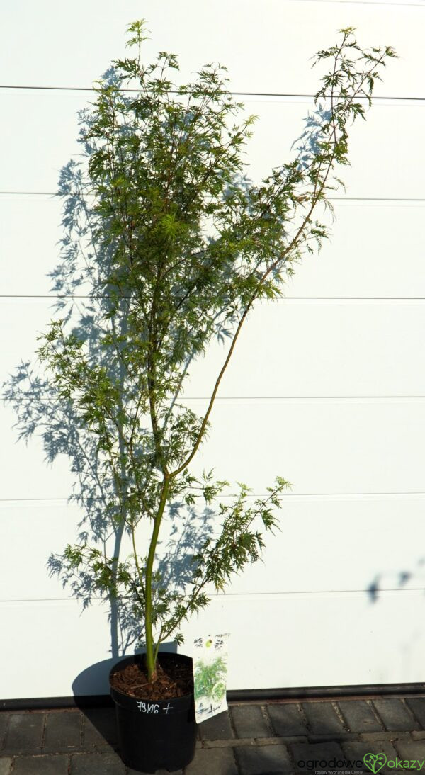 KLON PALMOWY SEIRYU Acer Palmatum