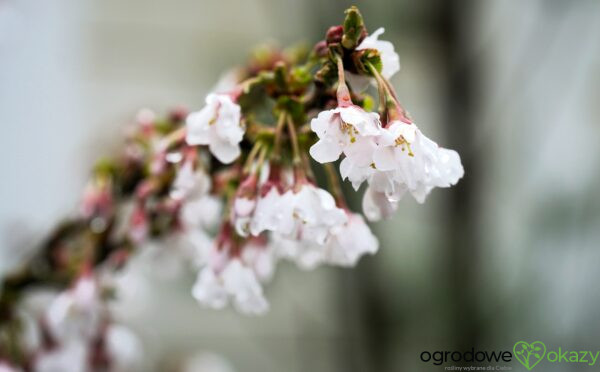 WIŚNIA WCZESNA KOJOU-NO-MAI Prunus incisa