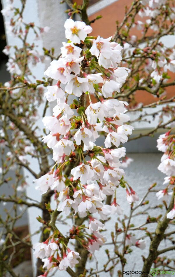 WIŚNIA WCZESNA KOJOU-NO-MAI Prunus incisa