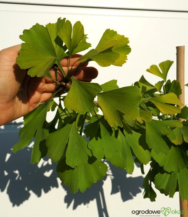 MIŁORZĄB DWUKLAPOWY ULRICH'S GOLD Ginkgo biloba