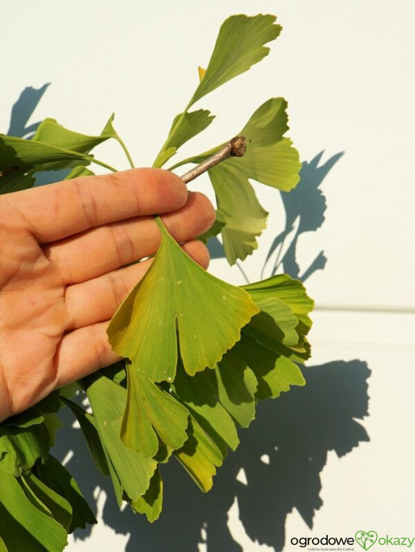 MIŁORZĄB DWUKLAPOWY ULRICH'S GOLD Ginkgo biloba