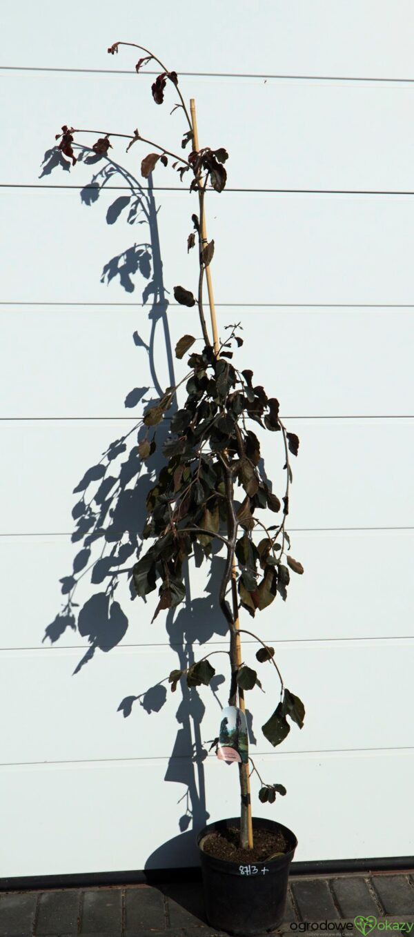 BUK POSPOLITY PURPLE FOUNTAIN Fagus sylvatica