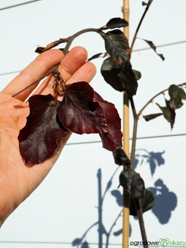 BUK POSPOLITY PURPLE FOUNTAIN Fagus sylvatica