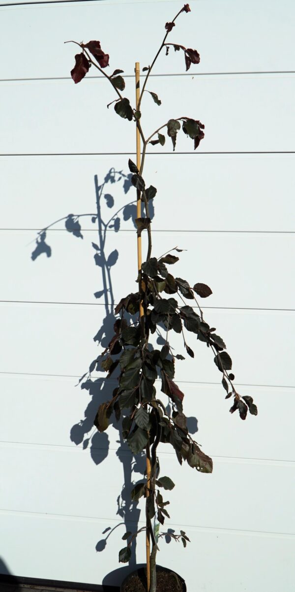 BUK POSPOLITY PURPLE FOUNTAIN Fagus sylvatica