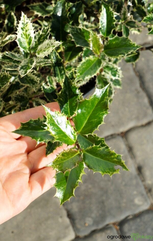 OSTROKRZEW KOLCZASTY INGRAMII Ilex aquifolium