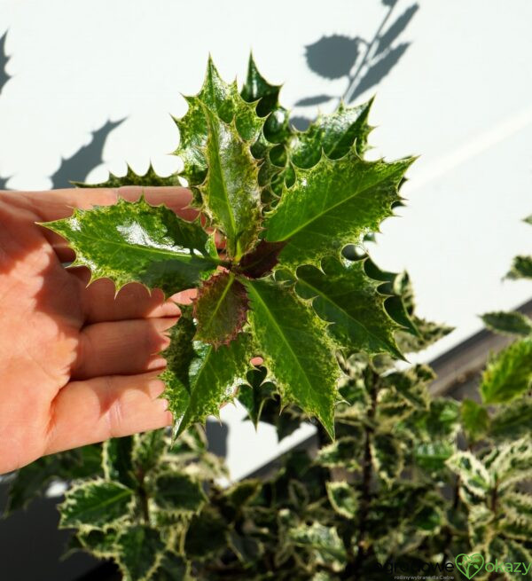 OSTROKRZEW KOLCZASTY INGRAMII Ilex aquifolium