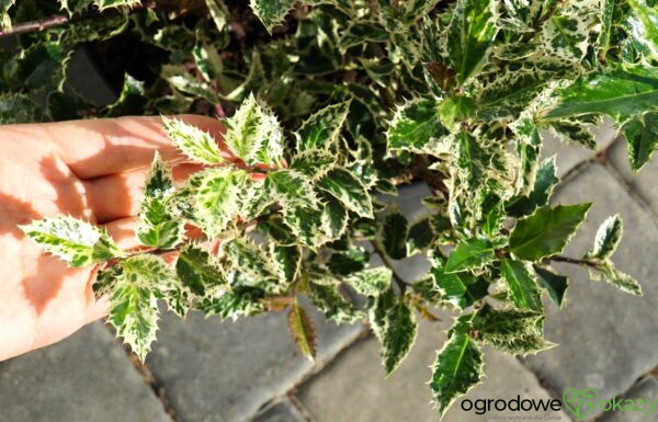 OSTROKRZEW KOLCZASTY INGRAMII Ilex aquifolium